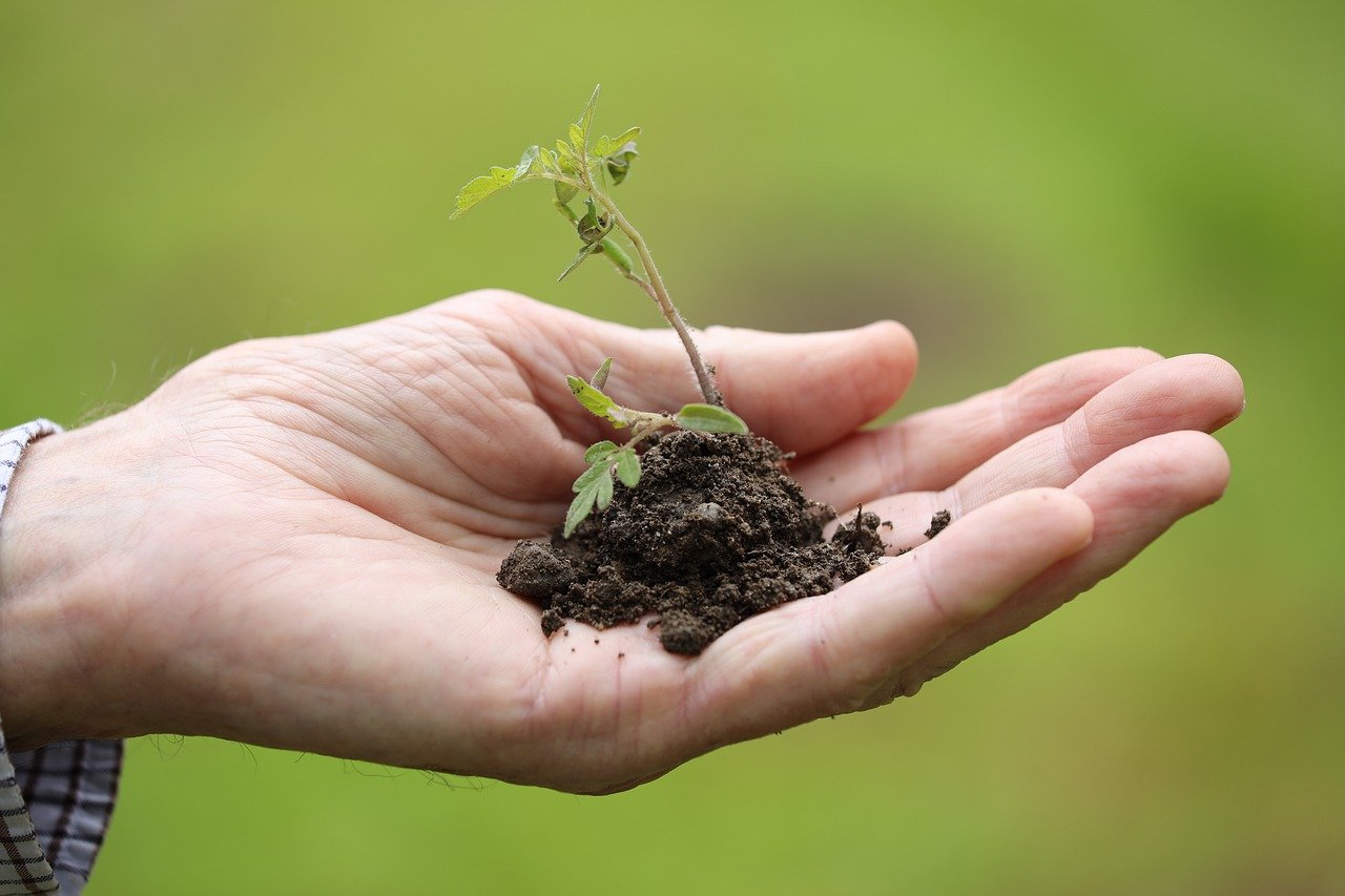 The Science Behind Plant-Based Nutrition: What Students Need to Know